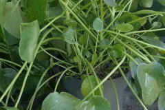 PILEA