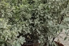 PITTOSPORUM-TENUIFOLIUM