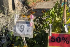 PROMO-VIVACES