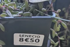 SENECIO
