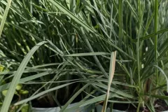 SESLERIA-NITIDA