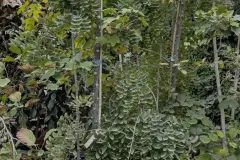 Sophora-Pleureur