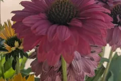 VIVACES-RUDBECKIA-1