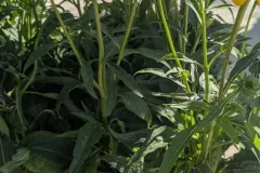VIVACES-RUDBECKIA-2