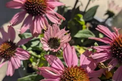 VIVACES-RUDBECKIA-3