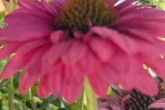 VIVACES-RUDBECKIA-4