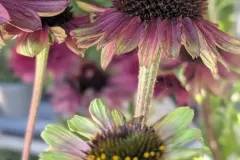 VIVACES-RUDBECKIA-5