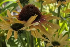 VIVACES-RUDBECKIA-6