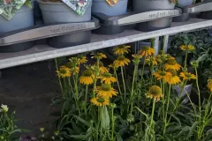 VIVACES-RUDBECKIA