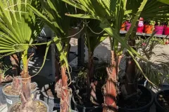 WASHINGTONIA