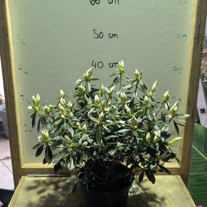 AZALEA-JAPONICAS-19€90