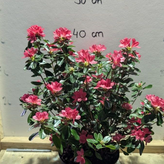 AZALEA-JAPONICAS-19€90