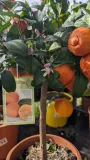CITRUS LIMIETTA