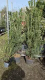 CALLISTEMON