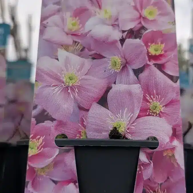 CLEMATITE-MONTANA-MAYLEEN