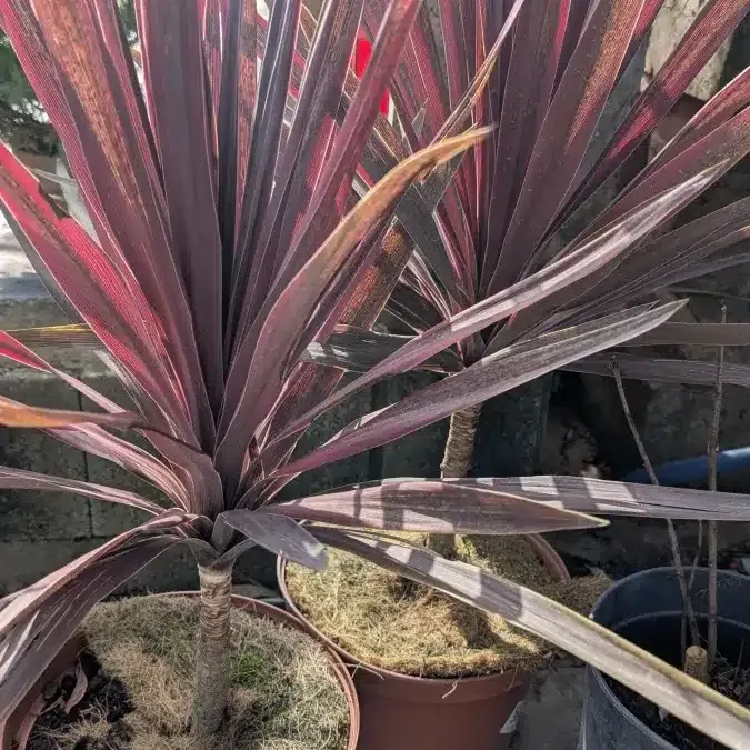 CORDYLINE-AUSTRALIS-RED-STAR-