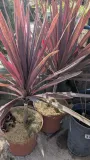 CORDYLINE-AUSTRALIS-RED-STAR-