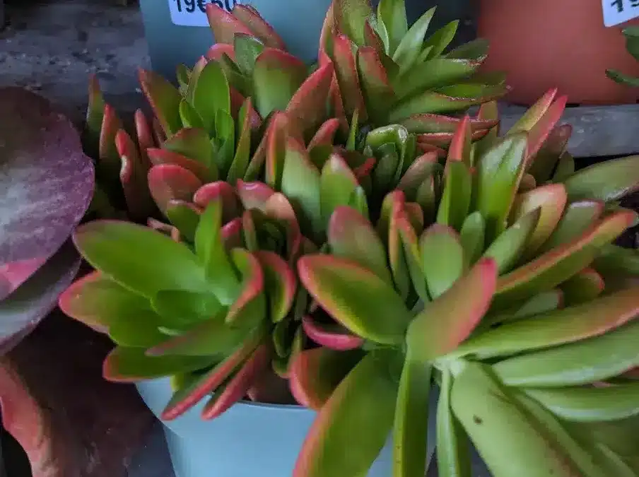 CRASSULA 9€50