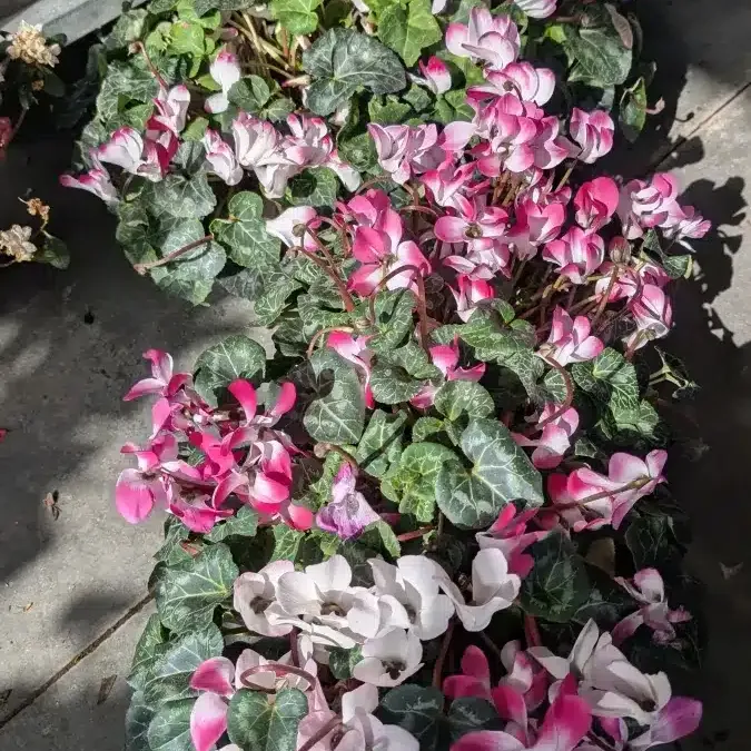 CYCLAMEN-JARDINIERE-COMPLETE