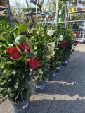 DIPLADENIA-25€