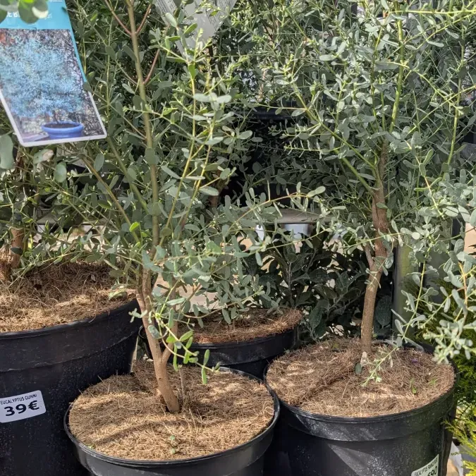 EUCALYPTUS-FRANCE-BLEU