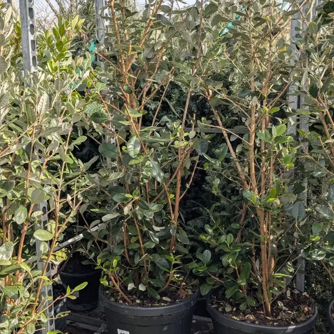 FEIJOA-GOYAVIER-DU-BRESIL-XL