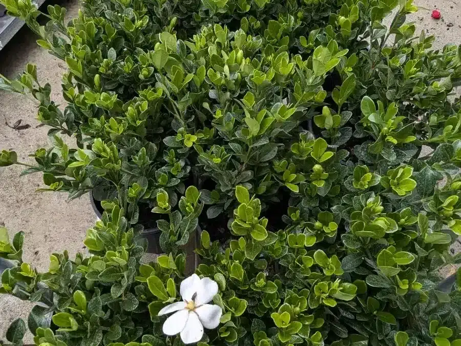 GARDENIA-KLEIM-HARDY 14€