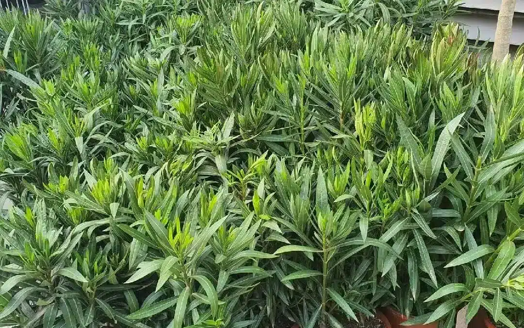 LAURIER_ROSE à l'unité 35€ par 5 et plus 29€