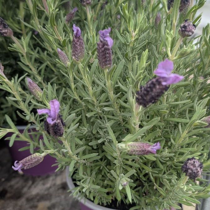 LAVANDE-STOECHAS- 6€50