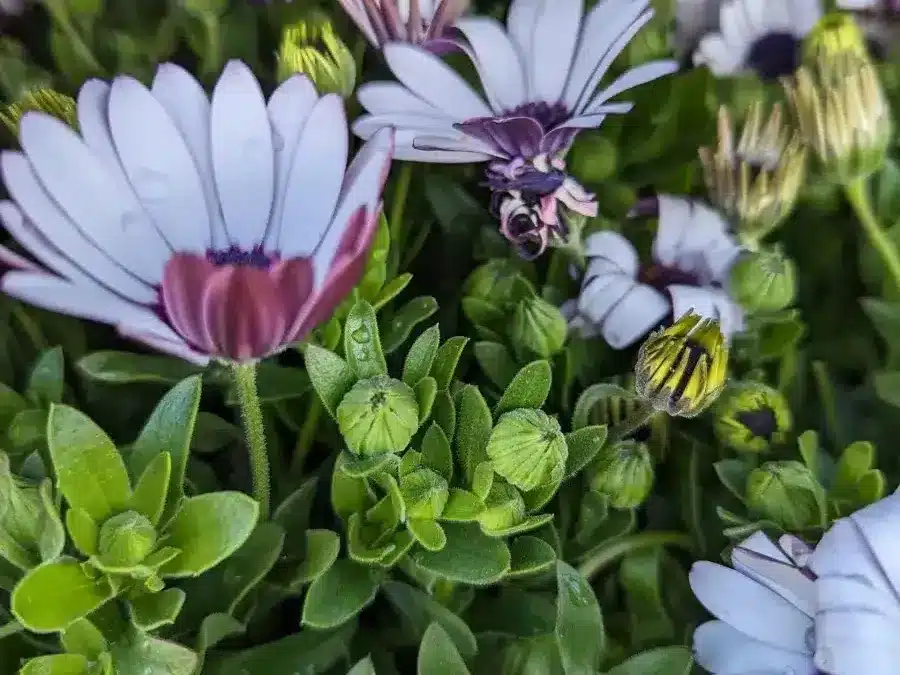 OSTEOSPERMUM-2