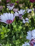 OSTEOSPERMUM-2