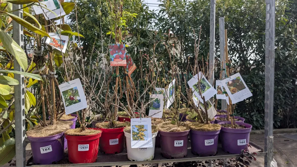 PETIT-FRUITS-JARDIN-GOURMAND-