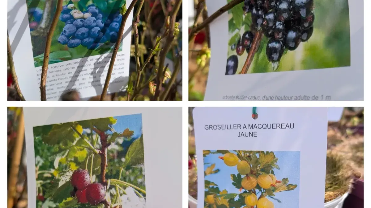 PETIT-FRUITS-JARDIN-GOURMAND