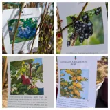 PETIT-FRUITS-JARDIN-GOURMAND
