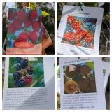 PETIT-FRUITS