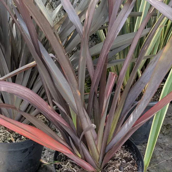 PHORMIUM-EXTRA-1