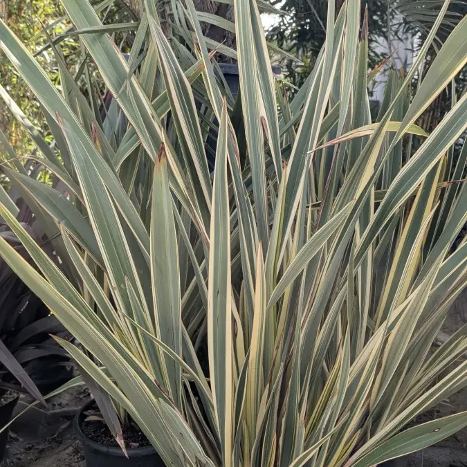 PHORMIUM-EXTRA-2