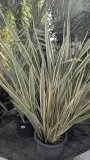 PHORMIUM-EXTRA-2