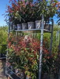 PHOTINIA-1