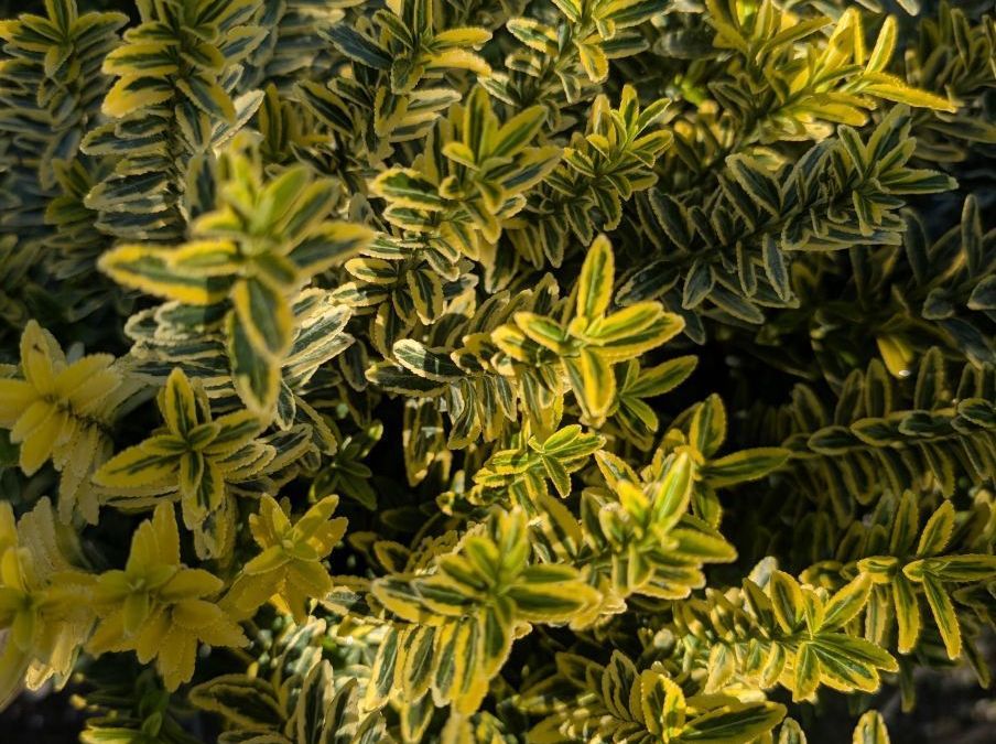 FUSAIN PULCHELLUS  MICROGOLD 12€50