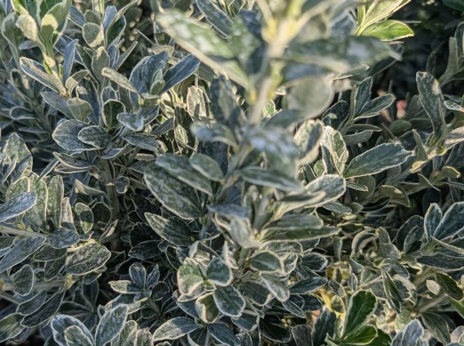 FUSAIN PULCHELLUS  GREEN SPIDER 12€50