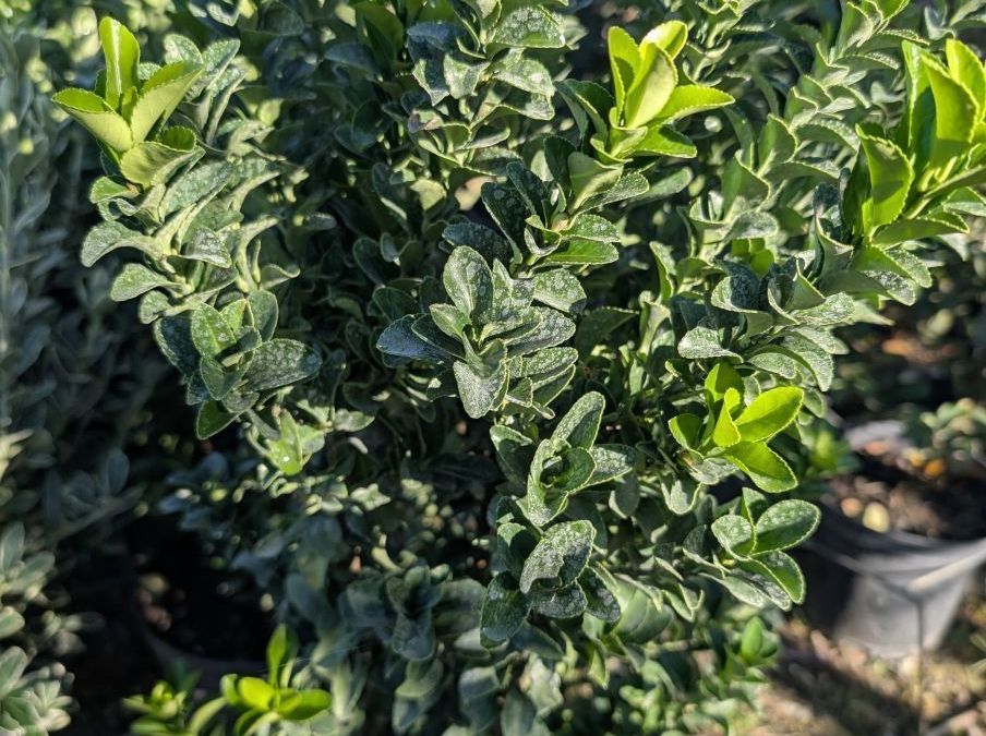 FUSAIN PULCHELLUS  MICROPHYLLA   12€50