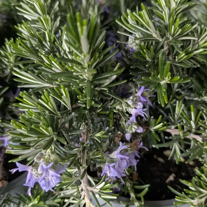 ROMARIN-RAMPANT 3€50