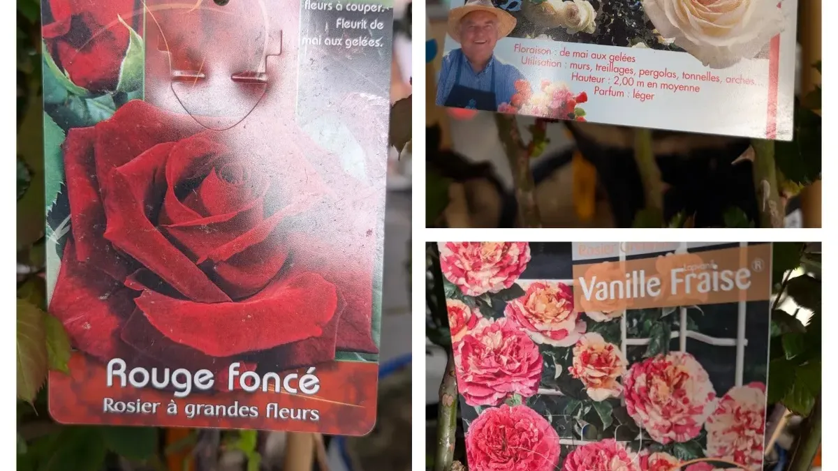 ROSIER-GRIMPANT-EXTRA x1=39€ et par 2=35€ l'unité