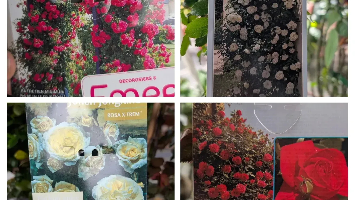 ROSIER-GRIMPANT-EXTRA x1=39€ et par 2=35€ l'unité