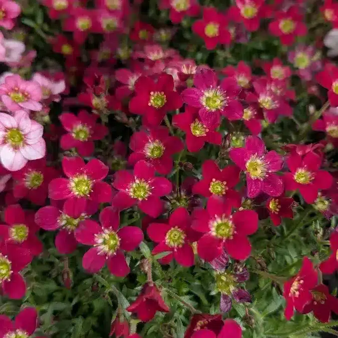 SAXIFRAGE- DIVERSES COULEURS 4€50