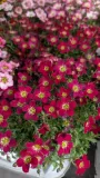 SAXIFRAGE- DIVERSES COULEURS 4€50