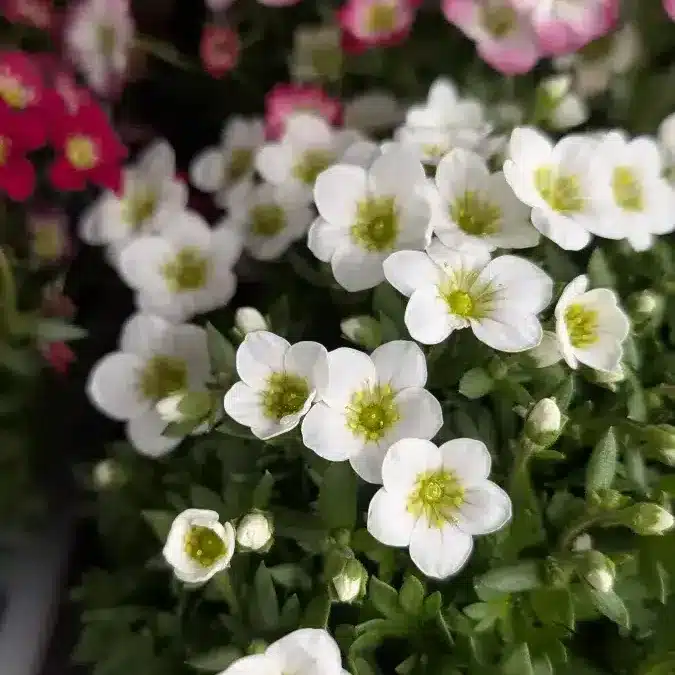 SAXIFRAGE- DIVERSES COULEURS 4€50