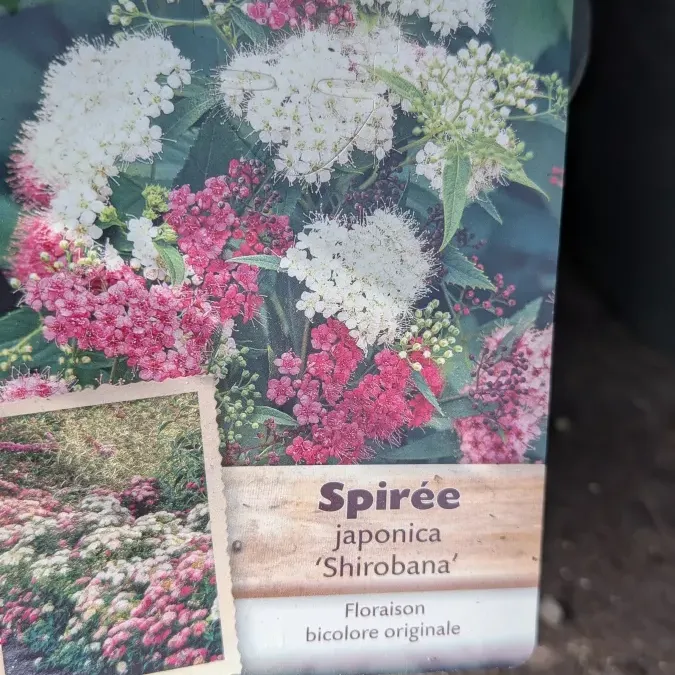 SPIREE-JAPONICA