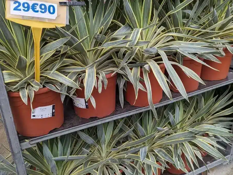 YUCCA-GLORIOSA-VARIEGATA